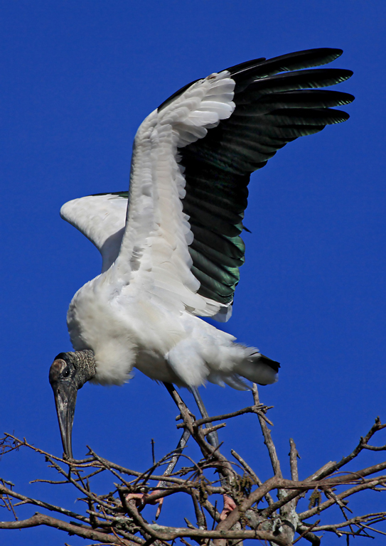 Woodstork Landing on Treetop   P O'Malley